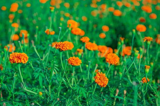 最佳赏花期至10月初 腾冲明光鸦乌山千亩花海等你来