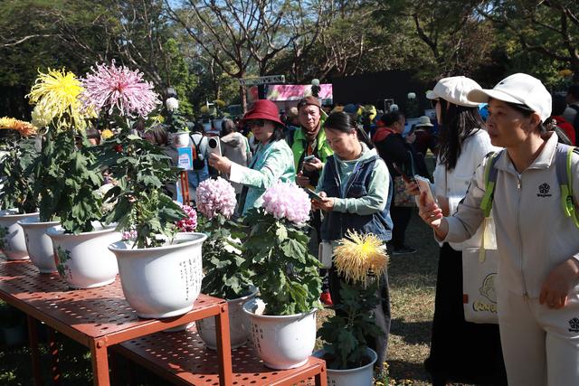 多图直击！第41届深圳东湖公园菊花花会开幕