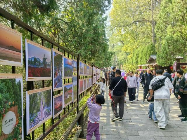 赵立坚微博打call日照银杏古树！附高清大图+进阶玩法！