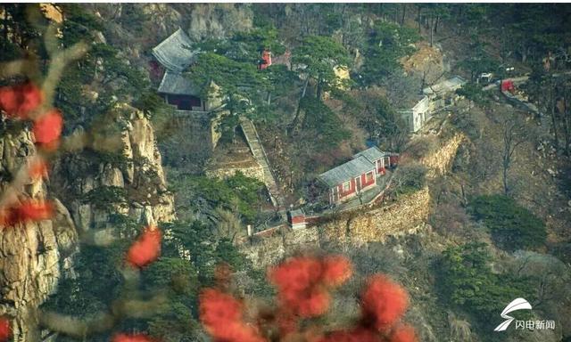 组图丨岱宗初冬暖光漫 红果松影醉游人