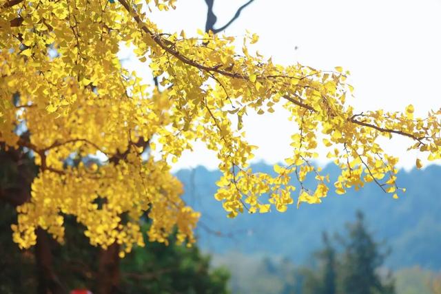 千年莒县银杏树！这一眼惊艳时光，高清大图超治愈