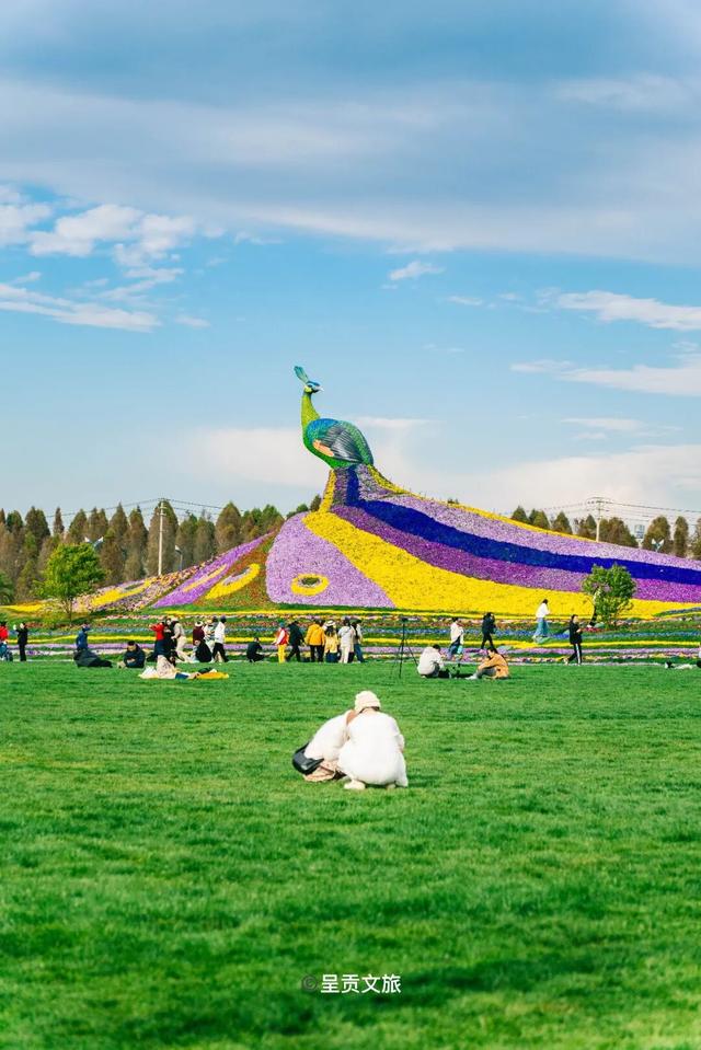 走进斗南七彩花海，看一场春天的盛大绽放