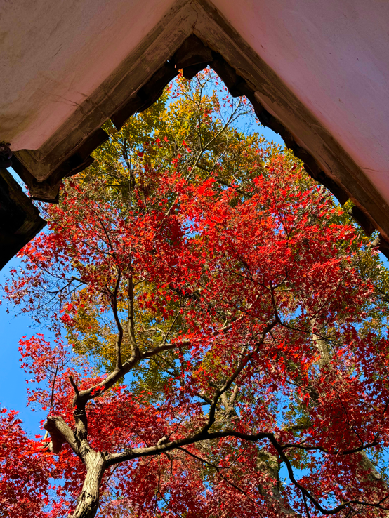 正式亮相！古城添新，相约最美的季节~