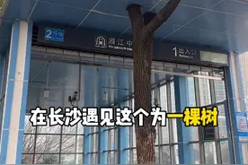 有棵树“长”进了地铁站！长沙有多独“树”一帜？图片
