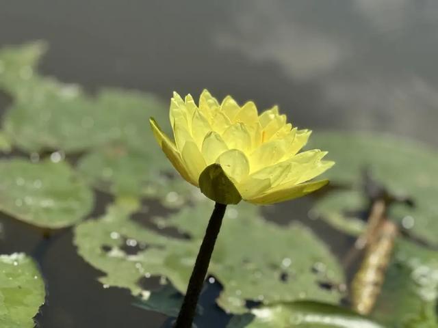 秋日普者黑：睡莲静放，清雅如诗