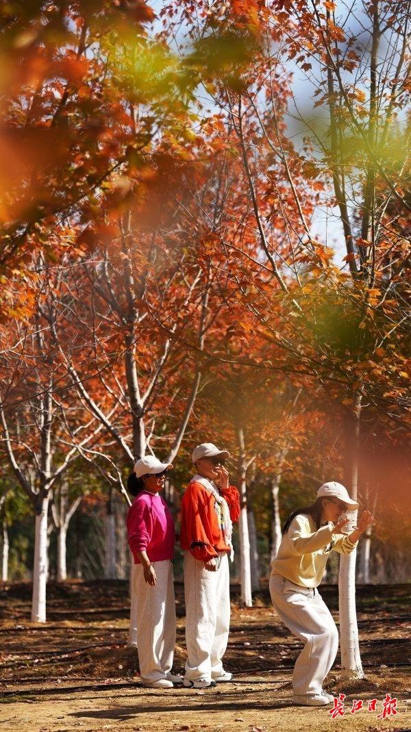 深秋红枫现美景，校园变成“调色盘”