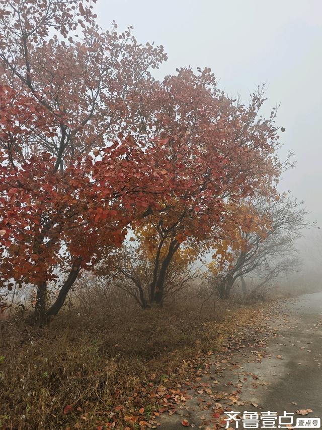 立冬首周末雨润章丘：红山翠谷赏红叶，仙境啊～