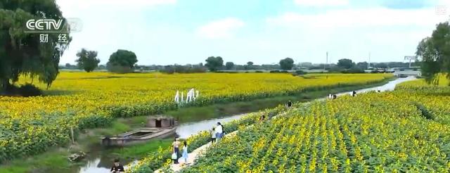 中秋“花好月圆”催热“花样经济”：鲜花销售旺，花海旅游火