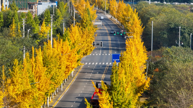 落叶缓扫！在什邡邂逅初冬的“杏”好时光