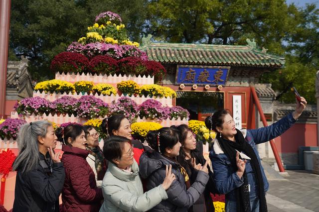 民俗博物馆前搭起菊花塔，重阳节主题文化活动启幕
