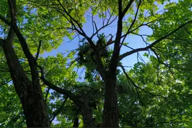 “遇到熊不要立刻转身跑”，云南一地发布安全提示图片