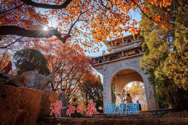 一年四季 泉在济南丨济南红叶谷：满山红遍燃秋意，层林尽染醉游人