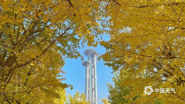 错过再等一年！全国银杏观赏地图来了