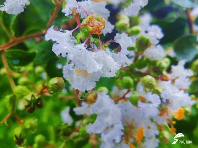 组图丨泰山虎山公园：紫薇花开 惊艳盛夏