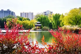 初冬时节：漫步多彩紫竹院图片