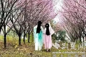 樱花盛放迎客来 乡村游活动精彩纷呈图片