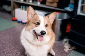 全网上千万点赞的网红柯基“卖凉茶只狗”要来佛山传媒啦！邀你共赴520友趣派对图片