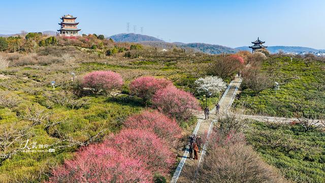 江苏南京：梅花绽放迎客来