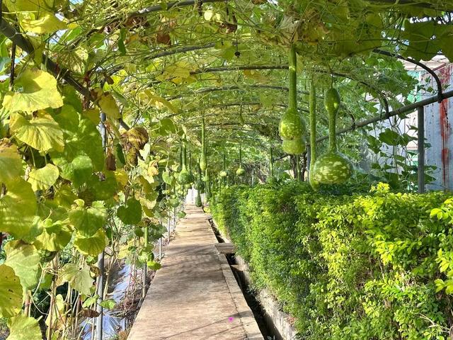 广东新晋网红地！浪漫花海、直升机飞行、地道美食…三水这个地方藏不住了