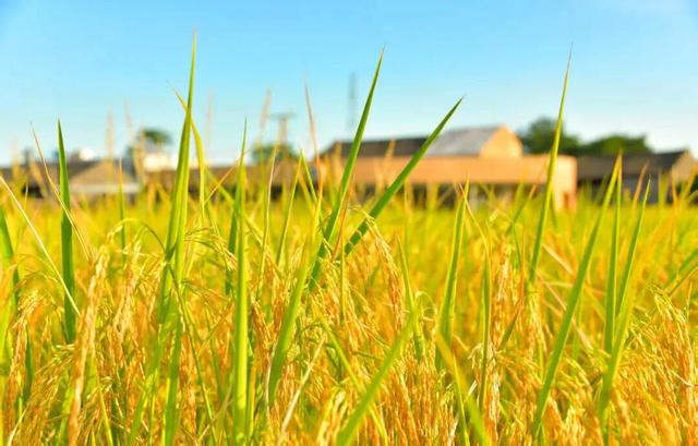 “稻”这里打卡包出片！秋日好去处，南宁版“稻香”唯美上线