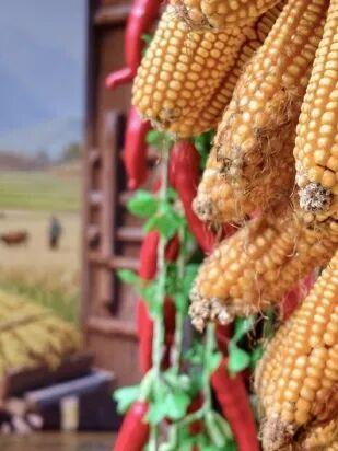 初冬高饱和度美景，还得看洛阳！