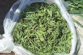 胶东半岛 | 掐山麻楂——我的农村生活（二）图片