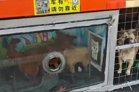 安徽货车司机带着流浪狗跑车，豪华狗窝惊呆网友：有全景落地窗图片