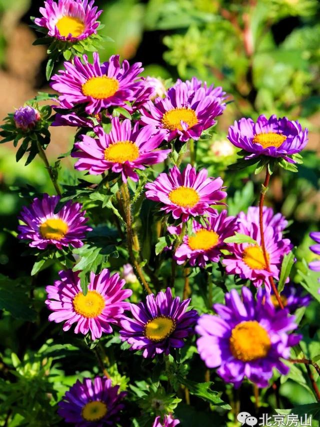 多彩京秋各区巡游 |房山区美翻了！秋日限定~