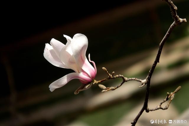 赏花正当时！趵突泉玉兰花开，与泉水共绘春色
