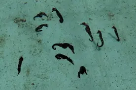 “益马”当先！惠来县靖海海马游出新产业图片