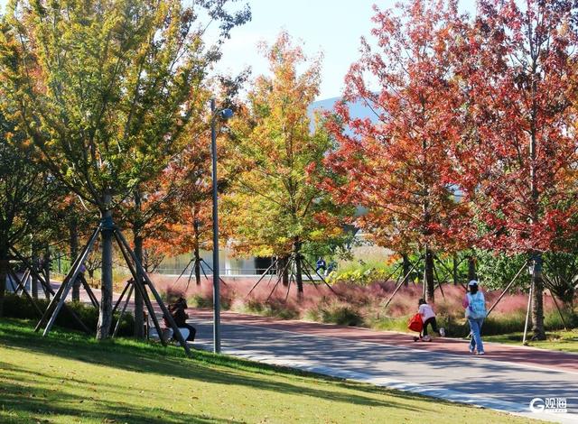 青岛人家门口的“生态园”：一河秋景，满园生机