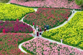 金鱼草花开成海 晕染春日的诗意图片