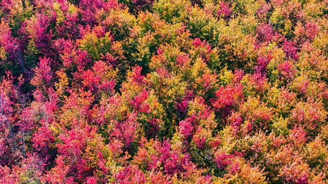 留住秋色！37处观赏点“落叶缓扫”