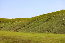 草原韭菜花能不能采，要看什么情形 | 新京报快评图片
