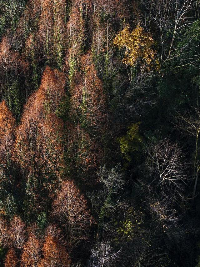 水杉红了！这片「顶流火焰」，再不看就等明年了