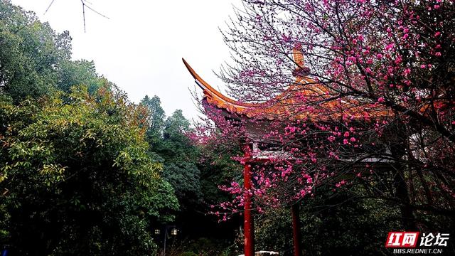 组图丨黛瓦红梅，是藏在石峰公园里的中式浪漫