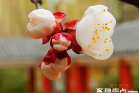 春日有约|泰安:杏花绽放，满园春色图片