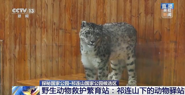 祁连山国家公园如何守护高原精灵？记者探秘→