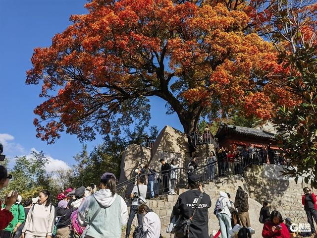 赏叶正当时！崂山这株古槭树走红