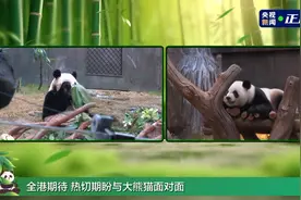 亮相！中央赠港大熊猫“安安”“可可 ”正式与公众见面图片