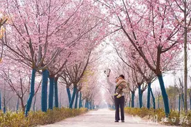 樱花盛开美如画 浓浓春意醉游人图片