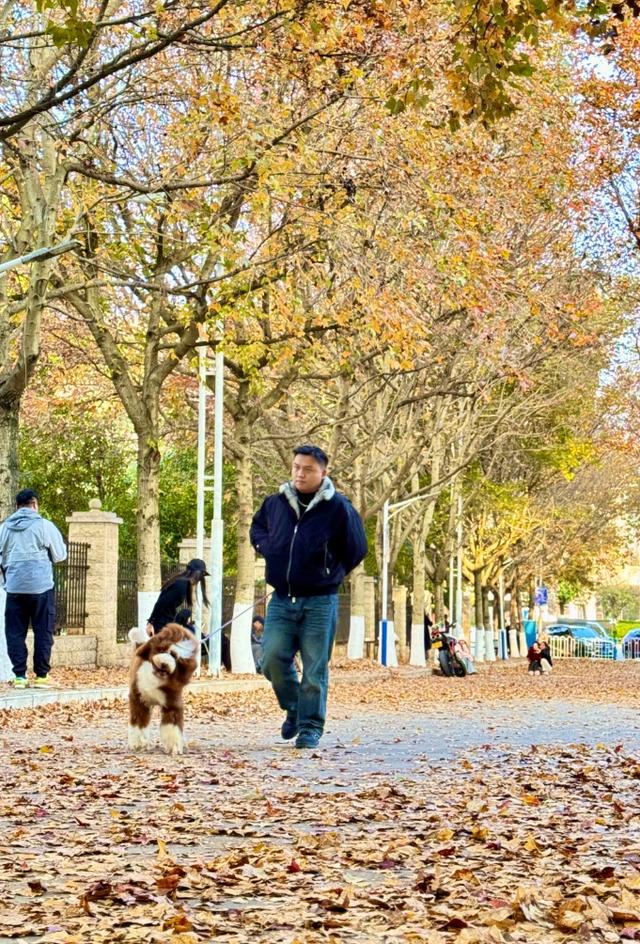 落叶缓扫的小美好！砚山这条街把冬日浪漫具象化了丨有一种叫云南的生活之365天