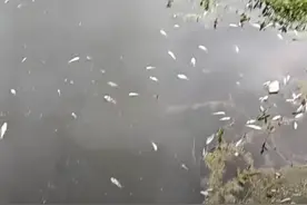 四川广安一河段现大量死鱼 官方回应：排除毒鱼、电鱼以及水体污染，系缺氧所致图片