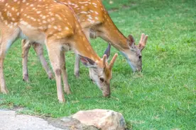 武汉九峰森林动物园发布招聘公告图片