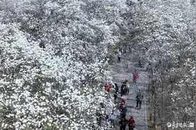 济南百花公园“玉兰大道”迎来盛花期，市民争相打卡图片