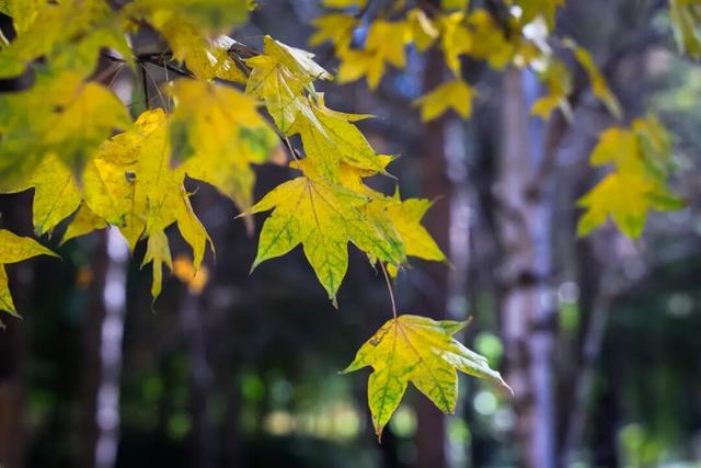 登高望远 敬老思亲 九九重阳 喜乐安康