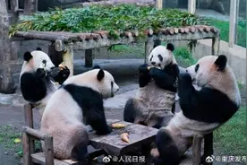 熊猫四喜丸子又围炉聚餐了，实名羡慕！图片