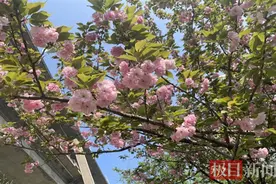 武汉天兴洲大桥公园：晚樱接棒，花团锦簇续写春天的美好图片