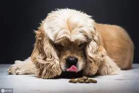如果狗狗有这样的行为，那一定是爱惨了你图片