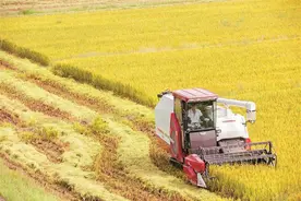 无锡早稻开镰 新米品质好于去年 产量稳中有增，预计亩均1000斤左右图片
